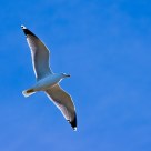 Gull